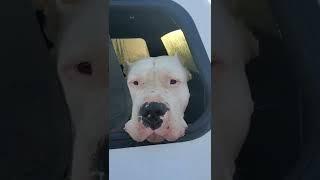 DOGO ARGENTINO