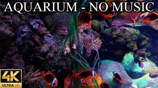 Coral Reef AQUARIUM 4K NO Music NO Ads - 8 Hours | Underwater Ambience