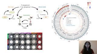 Fusarium oxysporum: A Ubiquitous Fungus