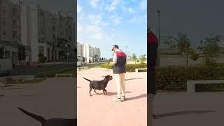 Obedience Training With Osiss Rottweiler ️‍