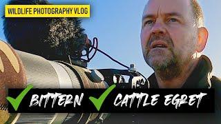 Photographing a Bittern and Cattle Egrets. How awesome is that?! | Wildlife Photography Vlog