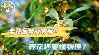 【寄养桂花】花友寄来桂花，老花医转行教师？养花还要懂物理？Rescue Osmanthus fragrans.