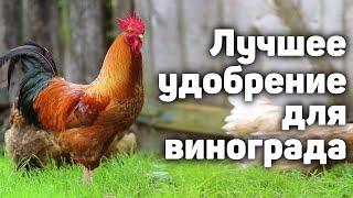 Лучшее удобрение для винограда!