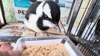 Rescue bird Magpie Lark getting stronger by the day