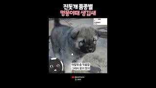 진돗개 품종별 멍뭉이때 생김새? 