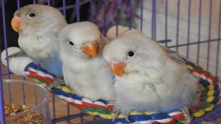 Baby Birds Singing to Themselves in Their Sleep