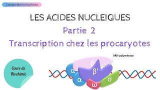 TRANSCRIPTION CHEZ LES PROCARYOTES | ACIDES NUCLEIQUES Partie 2 | Biochimie Facile