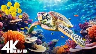 Under Red Sea 4K - Beautiful Coral Reef Fish in Aquarium, Sea Animals for Relaxation - 4K Video #122