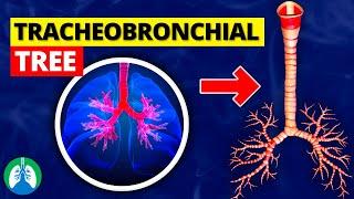 Tracheobronchial Tree | Quick Explainer Video