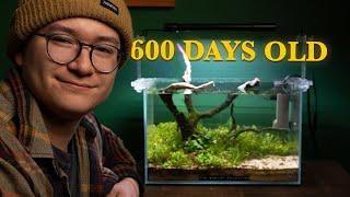 The Shrimp Generator (600 Days Later) | No CO2 Shrimp Tank