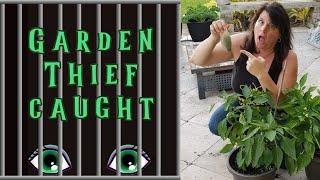 Garden thief caught red handed .... who is the culprit???