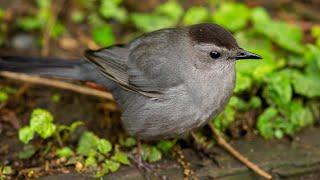 Birds of Central Park