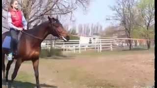 Dasha horse