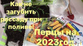 ПЕРЦЫ НА 2023 ! КАК И СКОЛЬКО ПОЛИВАТЬ МОЛОДУЮ РАССАДУ?!