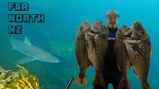 SPEARFISHING | Big NZ Snapper | So many fish + Shark encounter's - 2 Days