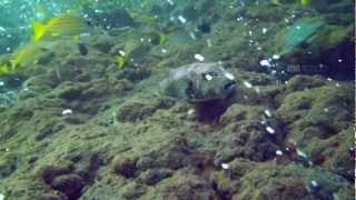 Diving Sabang Tugboat Wreck & Hotsprings, Pulau Weh, Sumatra, Indonesia