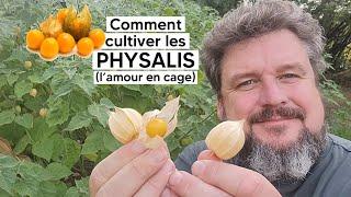 Comment réussir la culture du PHYSALIS (ou amour en cage)『TUTO』