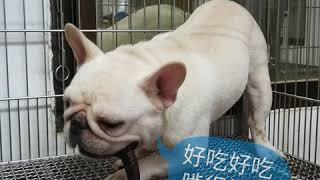 萌寵星球PetPlanet-法鬥吃鹿角