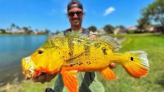 Catching GIANT PEACOCK BASS In TINY Neighborhood PONDS In Florida!