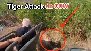 Tiger attacks cow in Ranthambore  | #attack