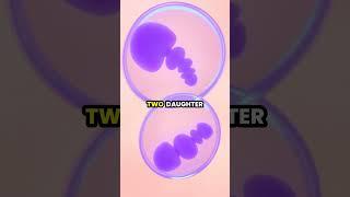 Understanding Meiosis: From One Cell to Four! 