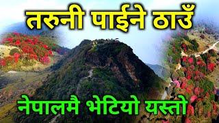 गुराँसै गुराँसको घारीभित्र भेटियो यस्तो अचम्मको ठाउँ | तरुनी र तन्नेरी खेल्ने ठाउँ