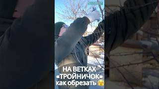 #обрезкасада #сад #садоводство #обрезкаяблони #обрезкаперсика #обрезкачерешни #обрезкавишни #обрезка