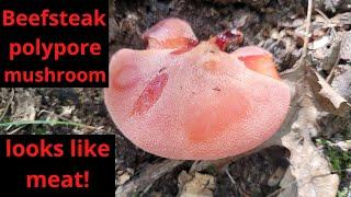 Beefsteak polypore, the mushroom that looks like raw meat!