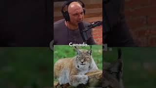 Joe rogan spotted an Lynx Once