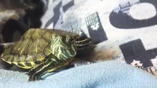 Red eared slider making sounds 