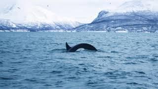 Orcas in the hidden fjords of Norway