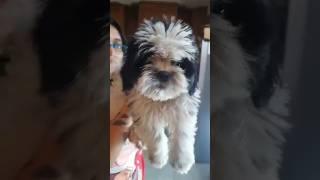 Call- 9330890267️Shih Tzu Dog Price In India 2024 | Shih Tzu Dog Price And Monthly Cost | ShihTzu