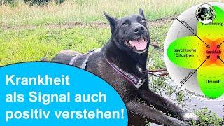 Hund krank? Krankheit endlich als Signal verstehen