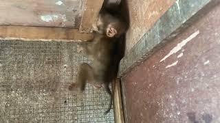 Poor Baby Monkey, He's Afraid of Humans at the Animal Market