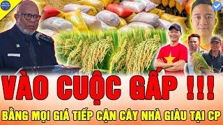 NHIỀU NƯỚC CHÂU PHI TÌM CÁCH PHỔ CẬP LÚA NƯỚC VIỆT NHƯ TẠI BẢN LÀNG NƠI CÓ Team Quang Linh Vlogs