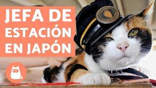 La GATA que fue JEFA de ESTACIÓN de TREN  (Tama) 