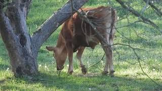 MORE COW SCRITCH/SCRATCHING WITH THE OLD APPLE TREE