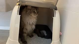 Maine Coon Deksi Cat how to use toilet (как кошка мейн кун ходит в туалет)