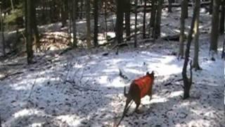 Best of the North Country Trail - Woodchuck Hollow