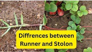 diffrences between Runner and Stolon@lifeScienceat7pm