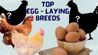 Best Egg Laying Chicken Breeds! Egg laying chickens to keep you in eggs!