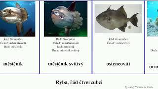 Ryba, řád čtverzubci fish čtverzubec měsíčník Tetraodontiformes ostenec Patrikios Glacier havýš