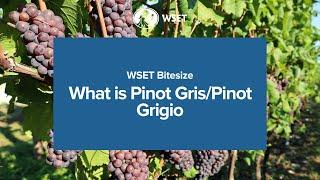 WSET Bitesize - What is Pinot Gris/Pinot Grigio