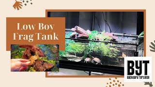 Low Boy Frag Tank set up for juvie reeves and Hybino sliders - Part 1