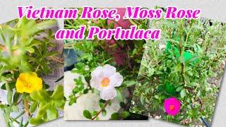 VIETNAM ROSE, MOSS ROSE & PORTULACA | Rhea Mangado | Vlog #38