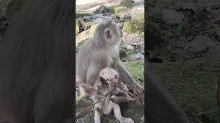 So awesome-monkey FLORIN babyDO1 #monkeys #viral #animals #shortsvideo #monkey #dog #shorts #cat