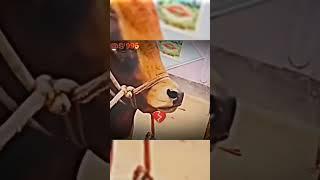They have feelings as they are animals #bd #sad  #bangladesh #viralvideos #edit #trending #shorts