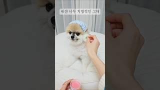 내겐 너무 치명적인 귀여운 강아지    #조이앤릴리 #반려견 #웃긴영상 #쇼츠 #funnyshorts #cutedog #pomeranian