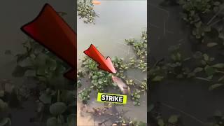 LIHAT GUYS MANCING DI DANAU STREK NILA BESAR PAKAI BAMBU ‼️ #shorts #fishing #mancing