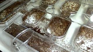 My Current Ant Colony (Warning: Lots of Ant Geek Talk)